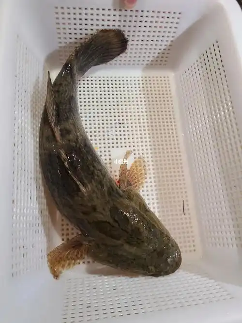 这个笋壳鱼多重让顾客先知