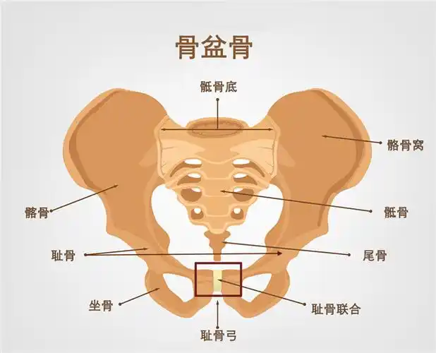 正常情况下,女性耻骨联合间隙为4-5mm,而孕妈的耻骨间隙会在孕期增加