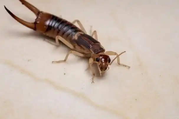 卫生间灶马蟋哪来的