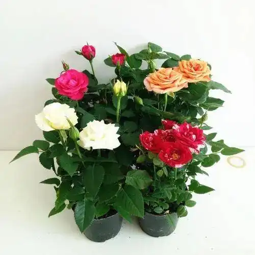 速速围观月季盆栽等你领