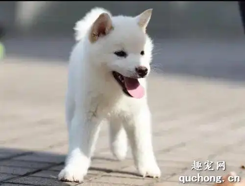 神犬小七小雪是什么品种的狗 神犬小七小雪是什么狗?