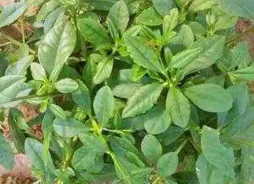 说到东洋菜这个名字,大概很多人都能猜想到它不是我国土生土长的植物