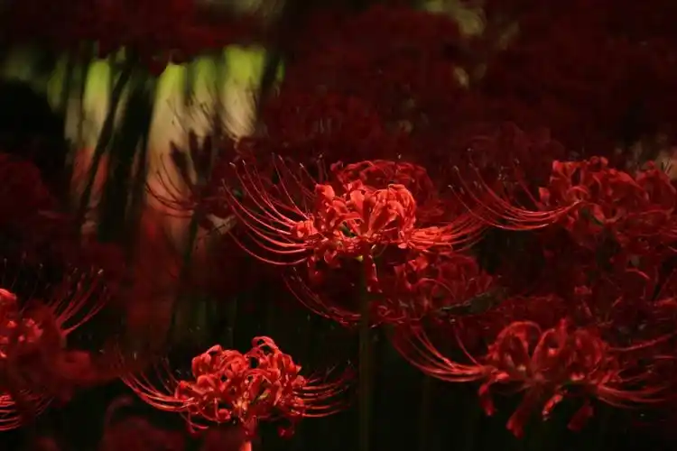 凄美的彼岸花(原创)