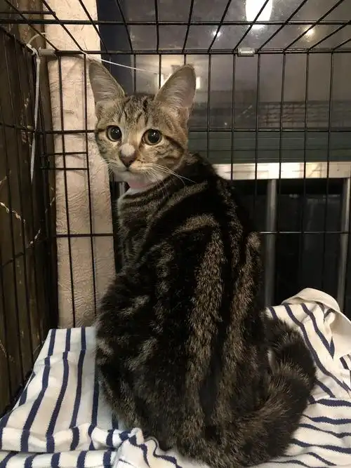 狸花美短串串无偿找领养