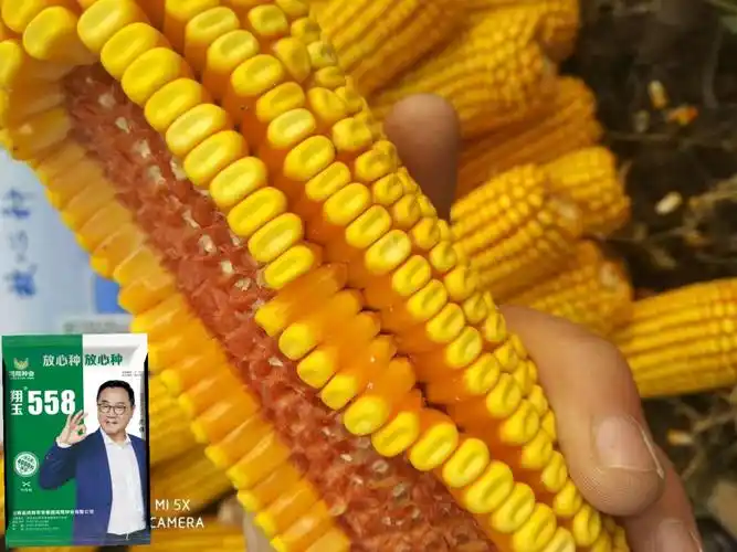 玉米界―侠客行 翔玉558