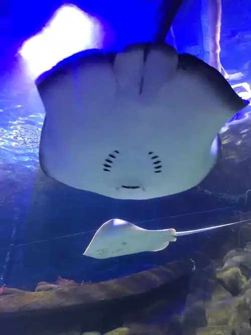 妈妈说这个叫:魔鬼鱼.它身体扁扁的,好像飞碟在水里飞翔一样.