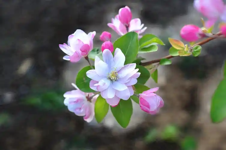 大自然的美丽花儿开了