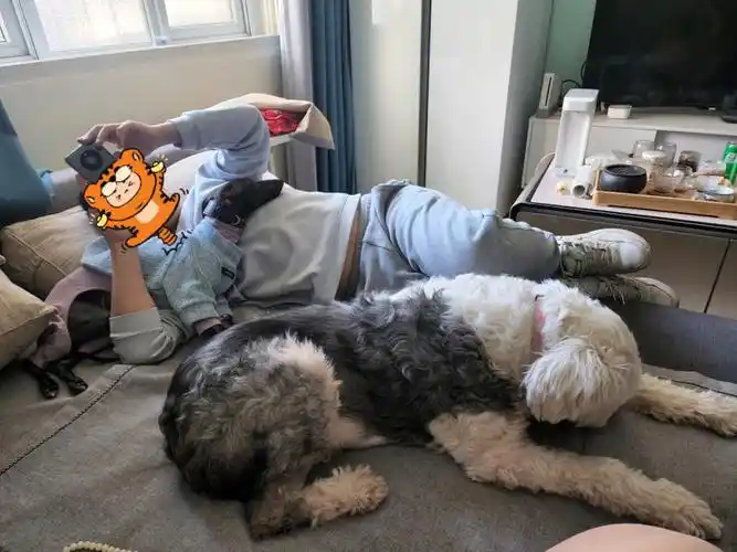 沙发老公狗1狗2美好周末啊