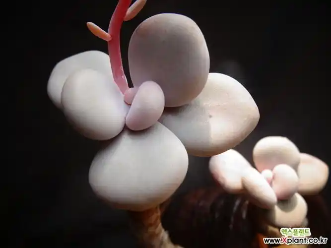 > 球美人(木质化) (pachyphy amazoness)