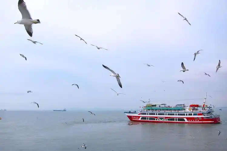 海,海鸥,海洋,船舶,飞行,鸟类,天空