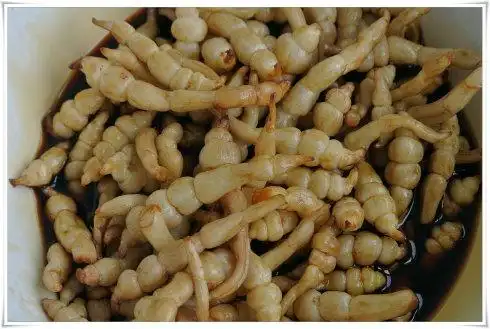 展开全部 中文学名 地笋 拉丁学名 lycopus lucidus turcz 别    称