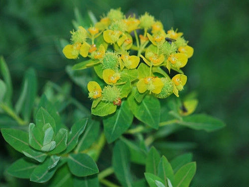 狼毒(大戟科大戟属植物)_草本类_植物库_植物网
