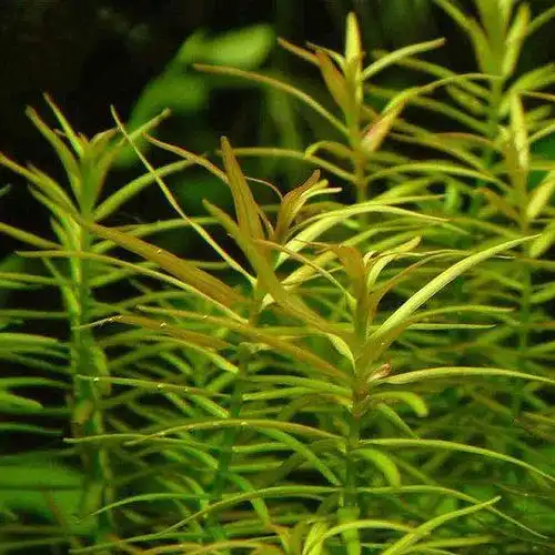 红牛顿活体水草鱼缸草缸造景植物新手好养有茎类中后景水草牛顿草