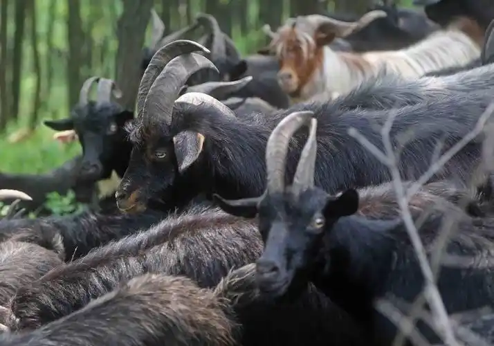 七星台的黑山羊