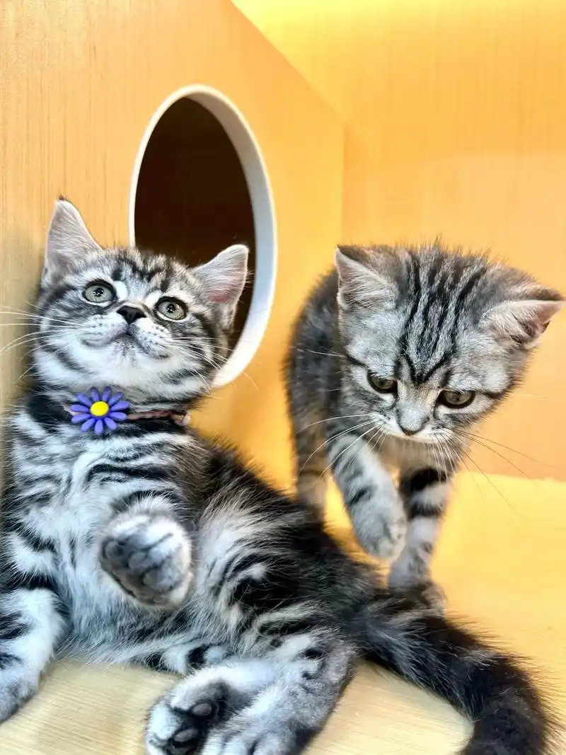 距离远的可以发dd顺风车 93 金吉拉,美短虎斑,英短蓝猫最后7只 97