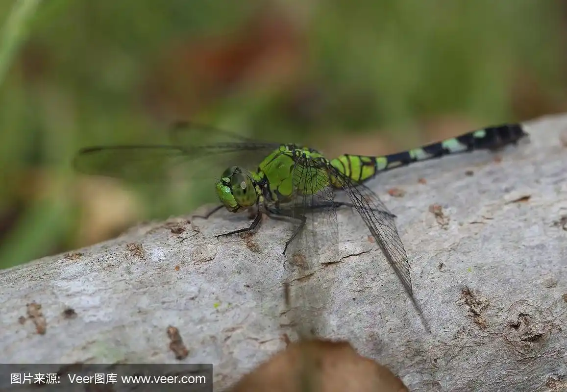 蜻蜓,特写,褐色,灰色,动物嘴