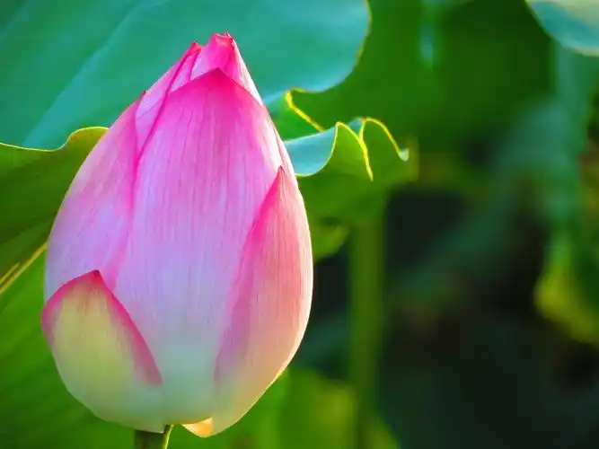 「盛夏荷花」接天莲叶无穷碧,映日荷花别样红