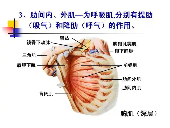 3,肋间内,外肌—为呼吸肌,分别有提肋 (吸气)和降肋(呼气)的作用.