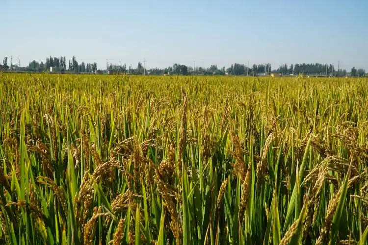 尽己所能宁夏守牢每寸耕地保护红线