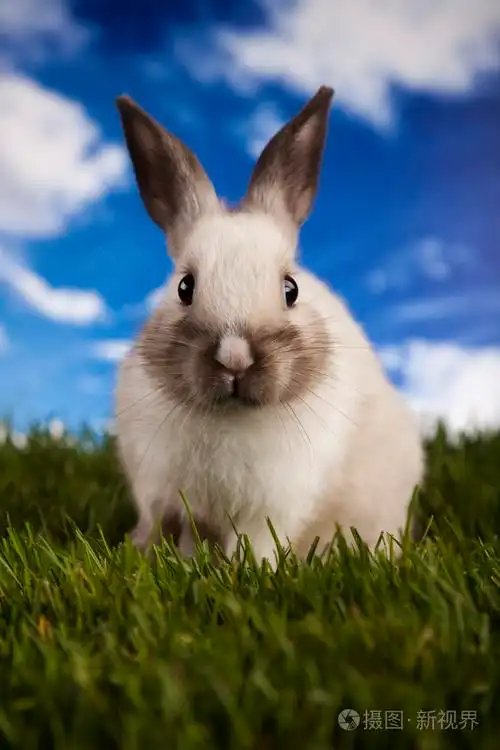 在草丛中的小兔子