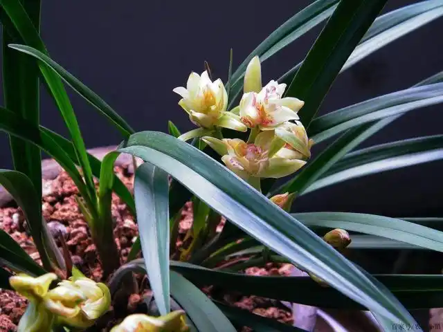 各种兰花图片和品种名称(各种兰花图片和品种名称介绍)