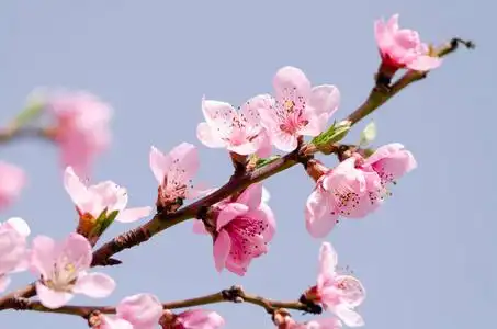 近在咫尺美丽的桃花近在咫尺照片