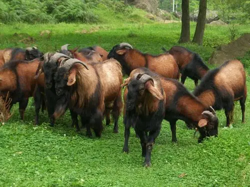 南江黄羊传奇食肉性最好的山羊新品种