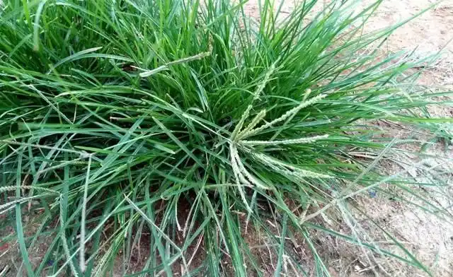 春天来了牛筋草发芽了网上30一公斤赶紧挖点晒一晒