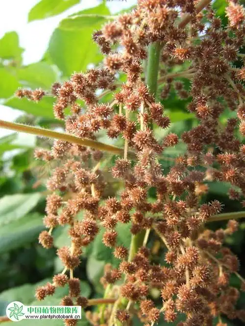 p>苎麻属( a target="_blank" href="/item/学名/8074290" data