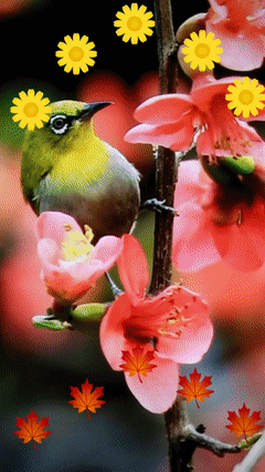 鸟语花草山水树木动图美景美篇百福送给网友欣赏