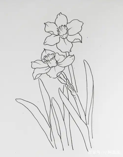 线描花卉画谱,先收藏起来!