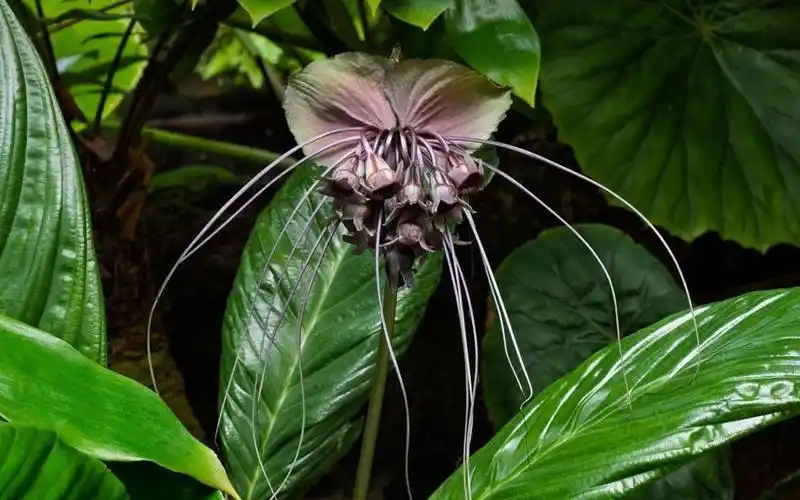 盘点世界上最恐怖的植物[9p] - 花花草草 - cta南美水族 - powered by