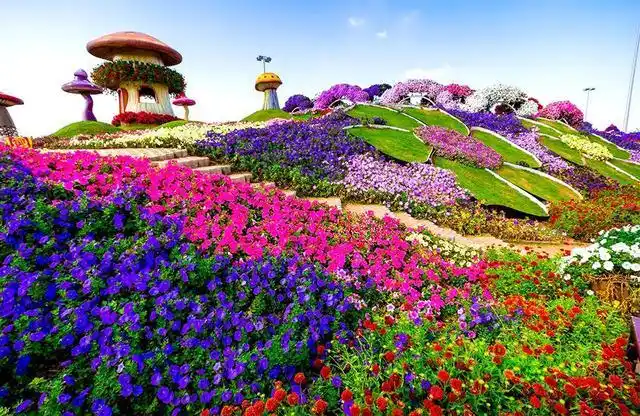 光景美图分享62:奇迹花园(迪拜)世界上最美与最大的花园