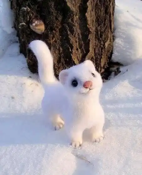 生活在北美的黄鼠狼, 狩猎10倍大的动物无压力