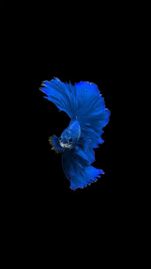 壁纸|金鱼 黑色背景 高清壁纸