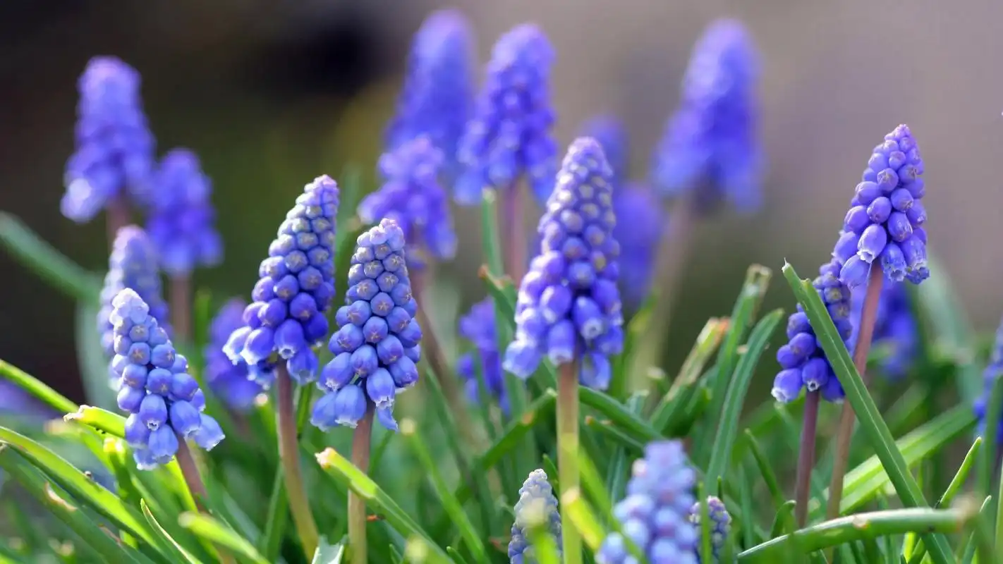 电脑壁纸 唯美风信子自然风景 > || 更新时间:2014-09-02 颜色分 蓝色