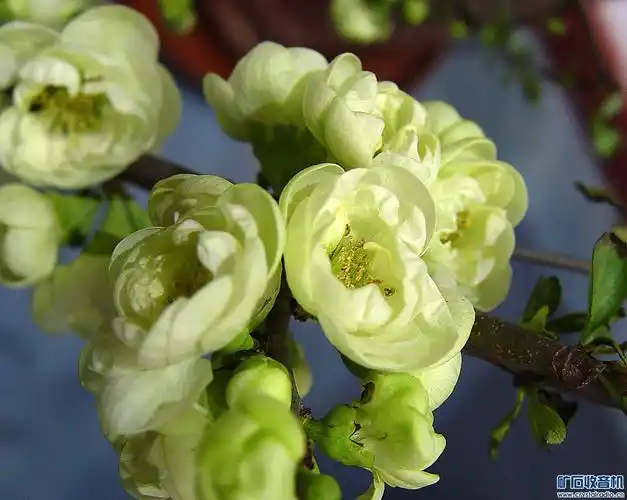 盆景海棠 绿宝石