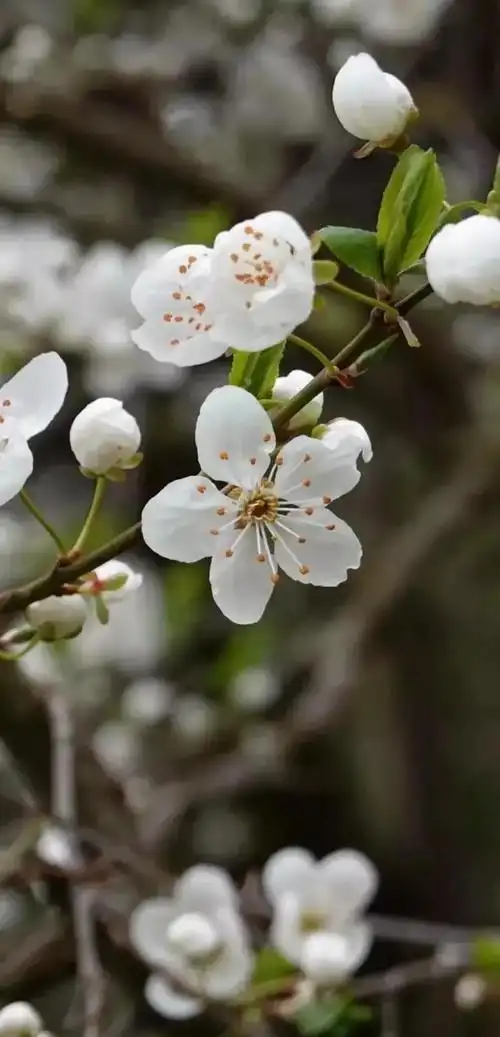 高清壁纸|植物花卉,治愈养眼,小清新唯美