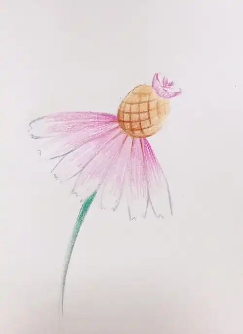 彩铅画入门分解一朵花