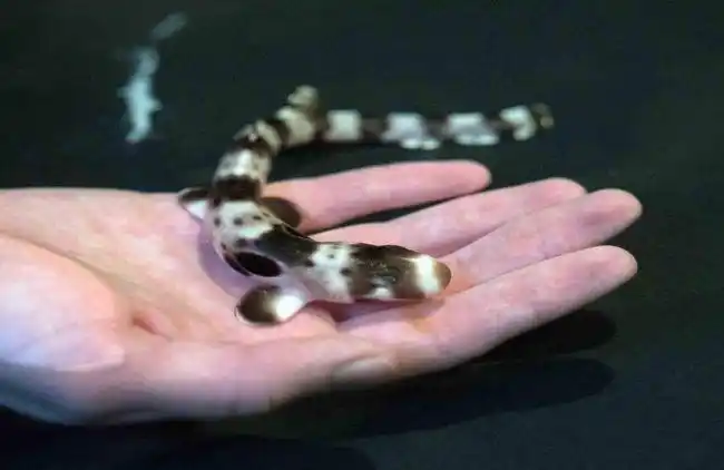 上的一项新研究表明,全球海洋变暖将导致刚出生的小鲨鱼体型变小