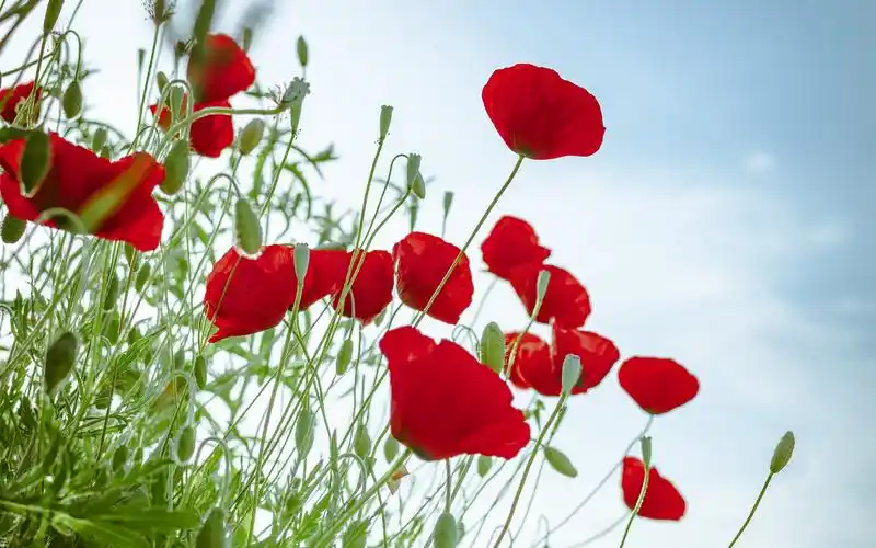 鲜艳好看的罂粟花高清壁纸