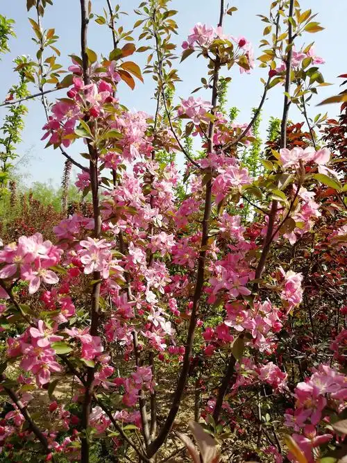 北美海棠亚当花期