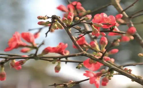 2月1日,雪庵公园里,几株海棠树花开红艳艳.