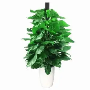 带盆栽好大绿萝净化空气图片