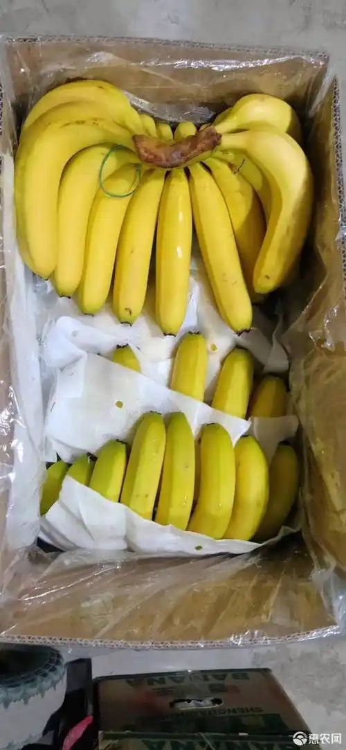 [香蕉批发]香蕉 果面干净 香甜可口 果实硕大 量大从优价格27元/箱