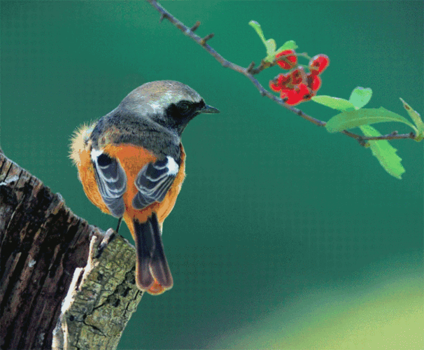 鸟的乐园:最全最可爱的会动的美丽小鸟.太好看了!