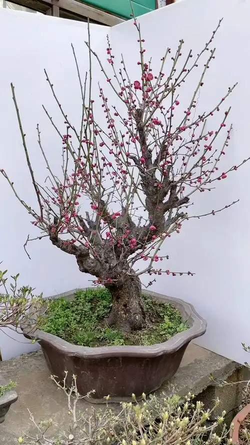 原生骨里红红梅怎么现在才开始开花98-全民小视频