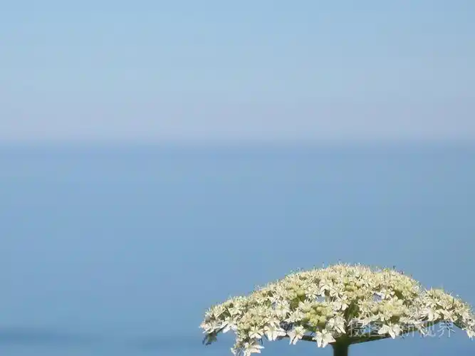 对大海和蓝天花