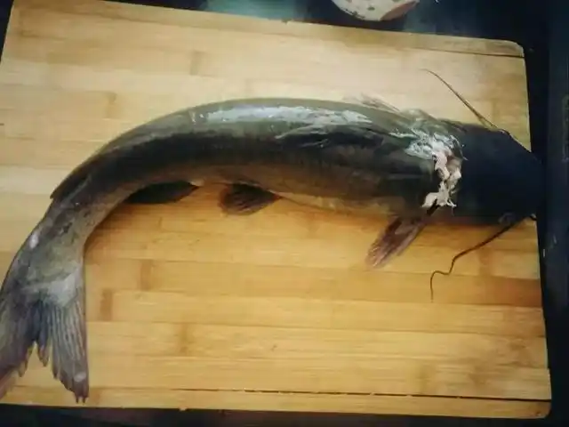 4月份碰到这3种鱼我从不还价刺少肉多还不腥营养实惠又美味