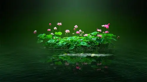 清新养眼荷花壁纸高清摄影图片宽屏下载